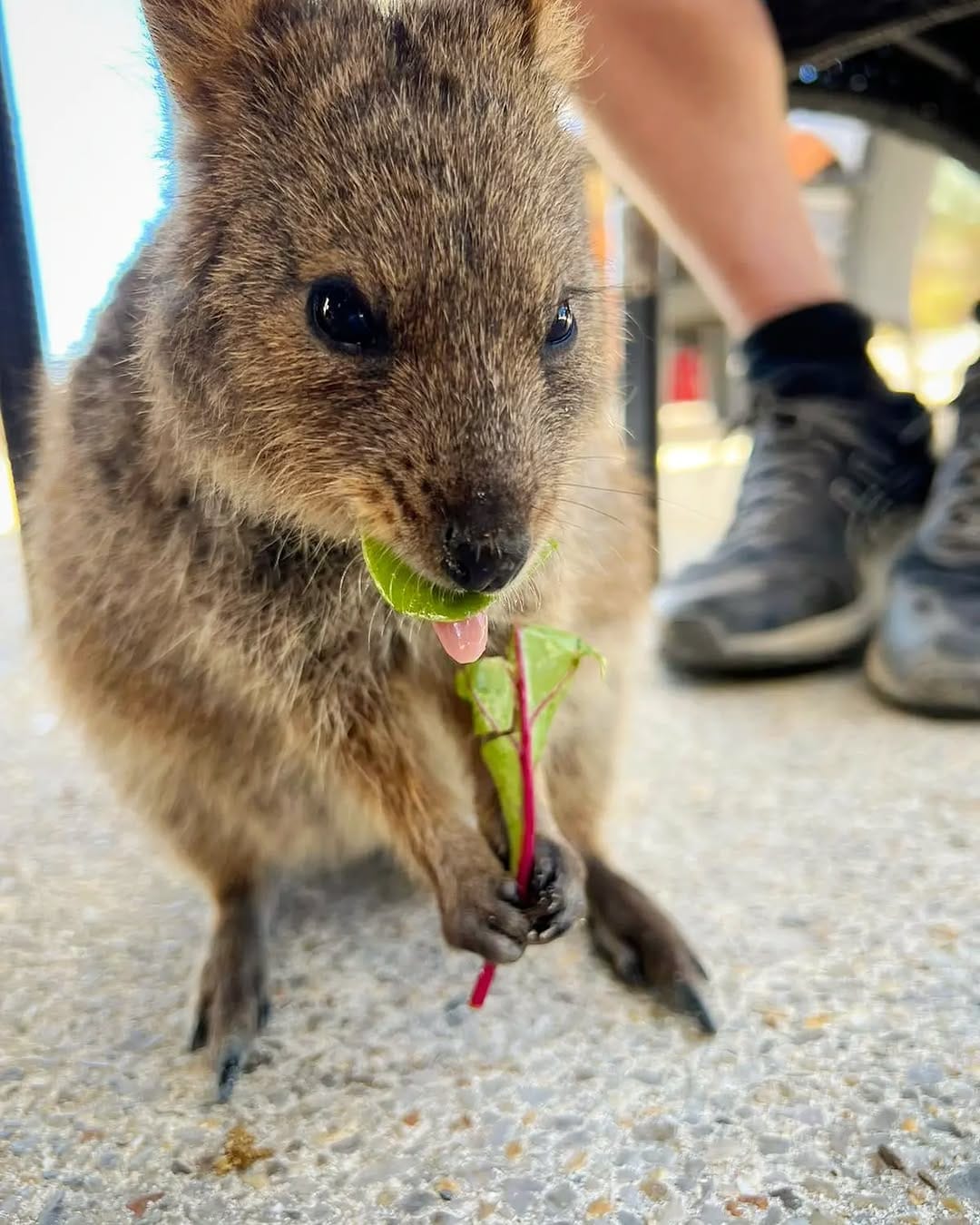 Post 8 by Perth Guide on Instagram (image)
