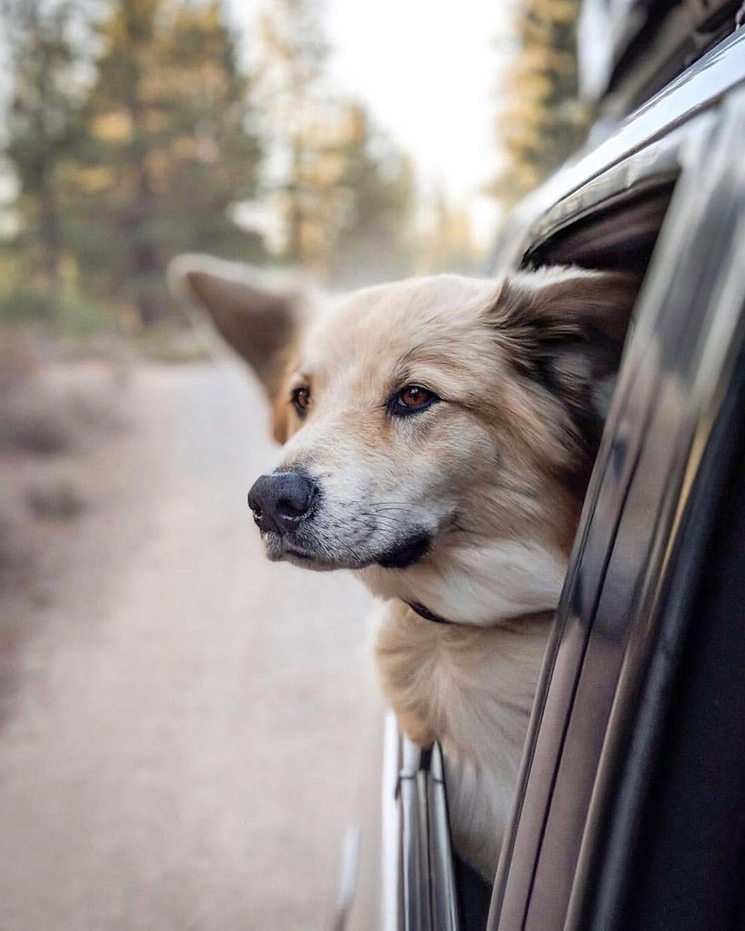 Post 2 by Pups of Sydney on Instagram (image)