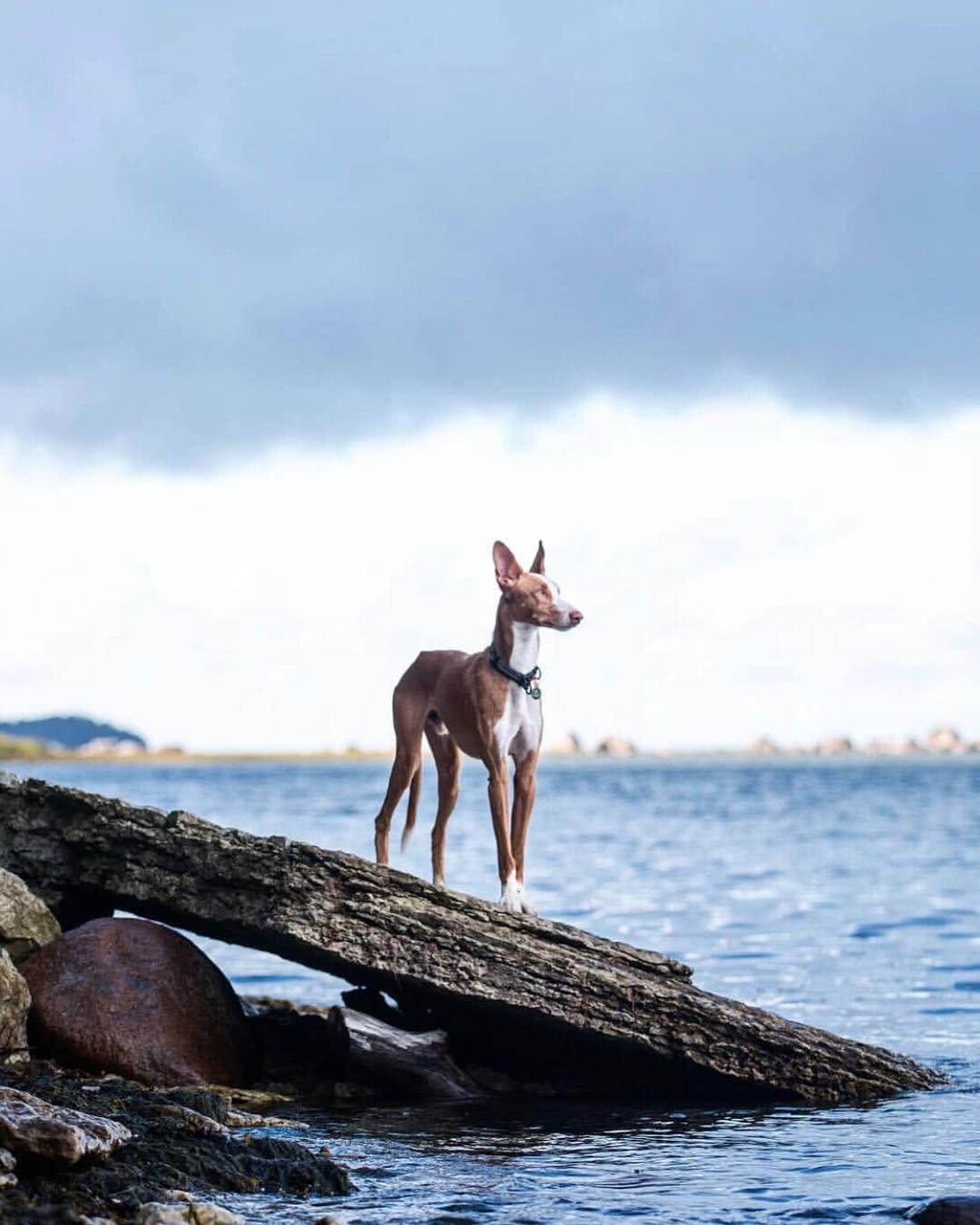 Post 3 by Pups of Sydney on Instagram (image)