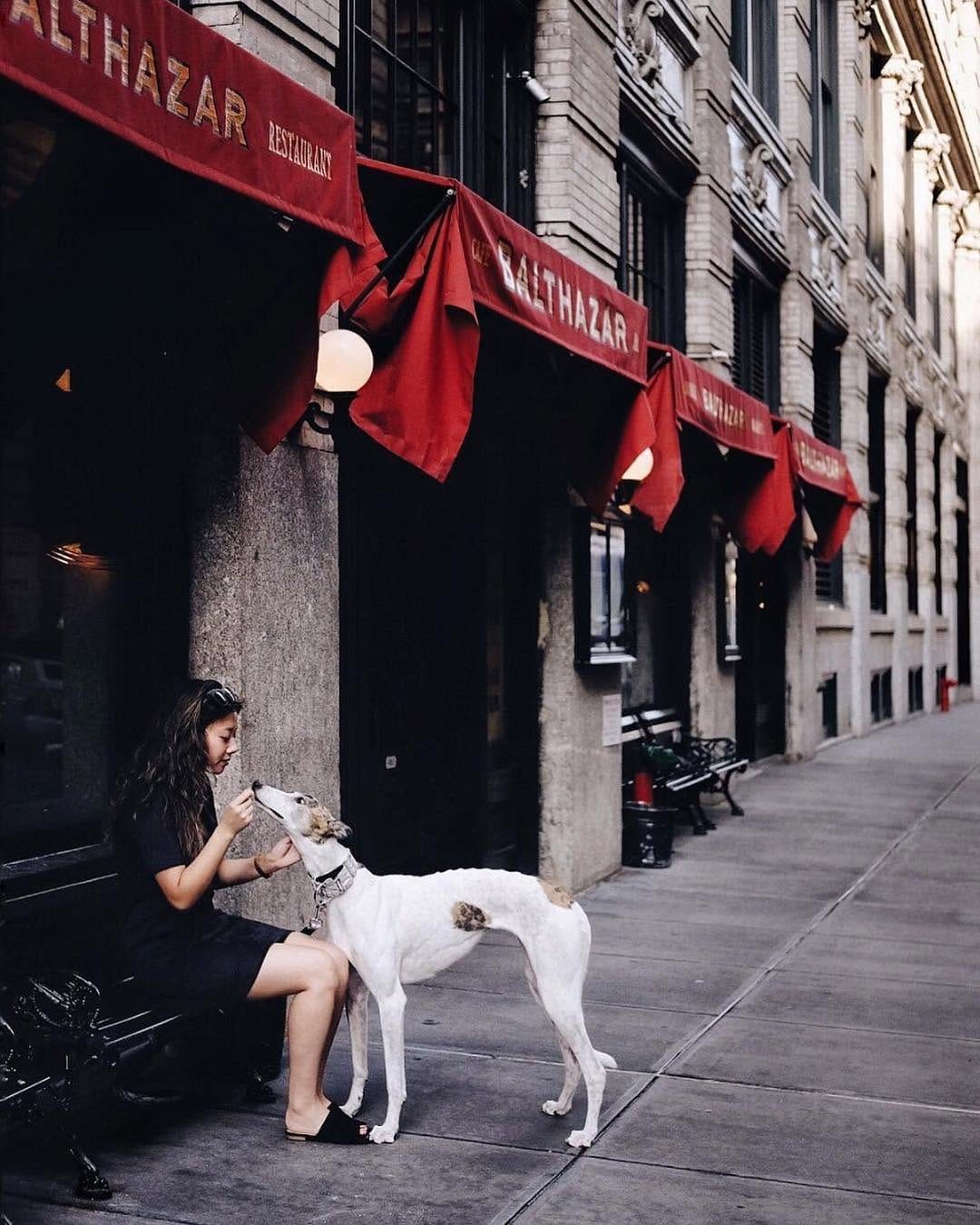 Post 5 by Pups of Sydney on Instagram (image)