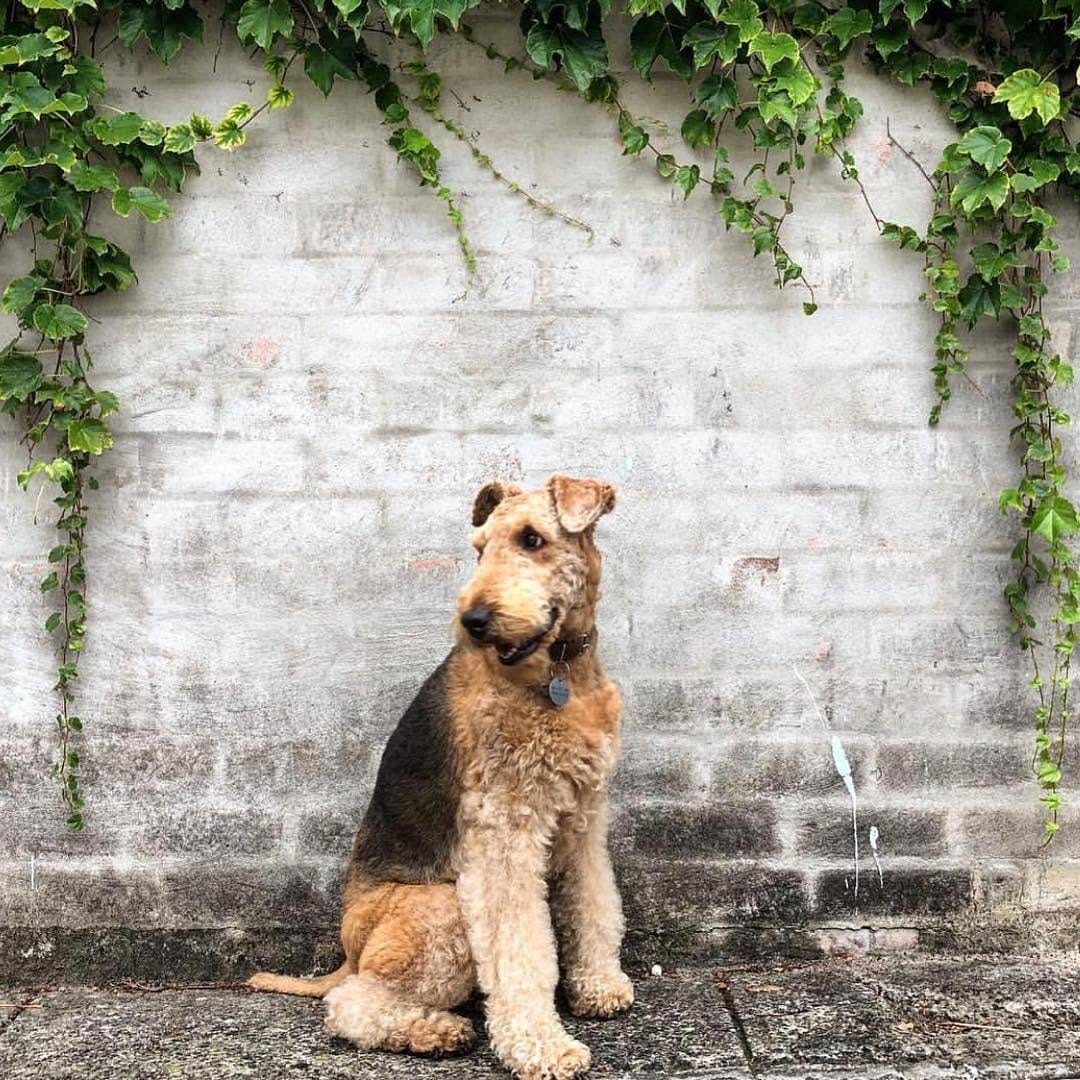 Post 8 by Pups of Sydney on Instagram (image)