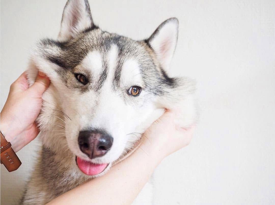 Post 4 by Pups of Sydney on Instagram (image)