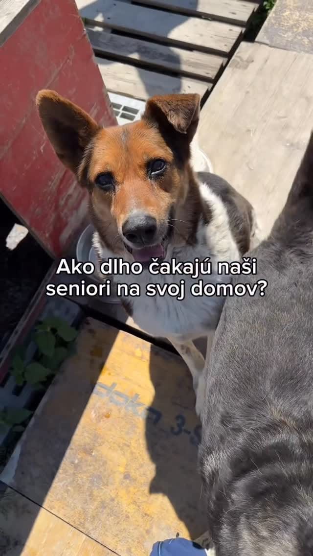 Post 1 by Útulok UVP Košice on Instagram (video)