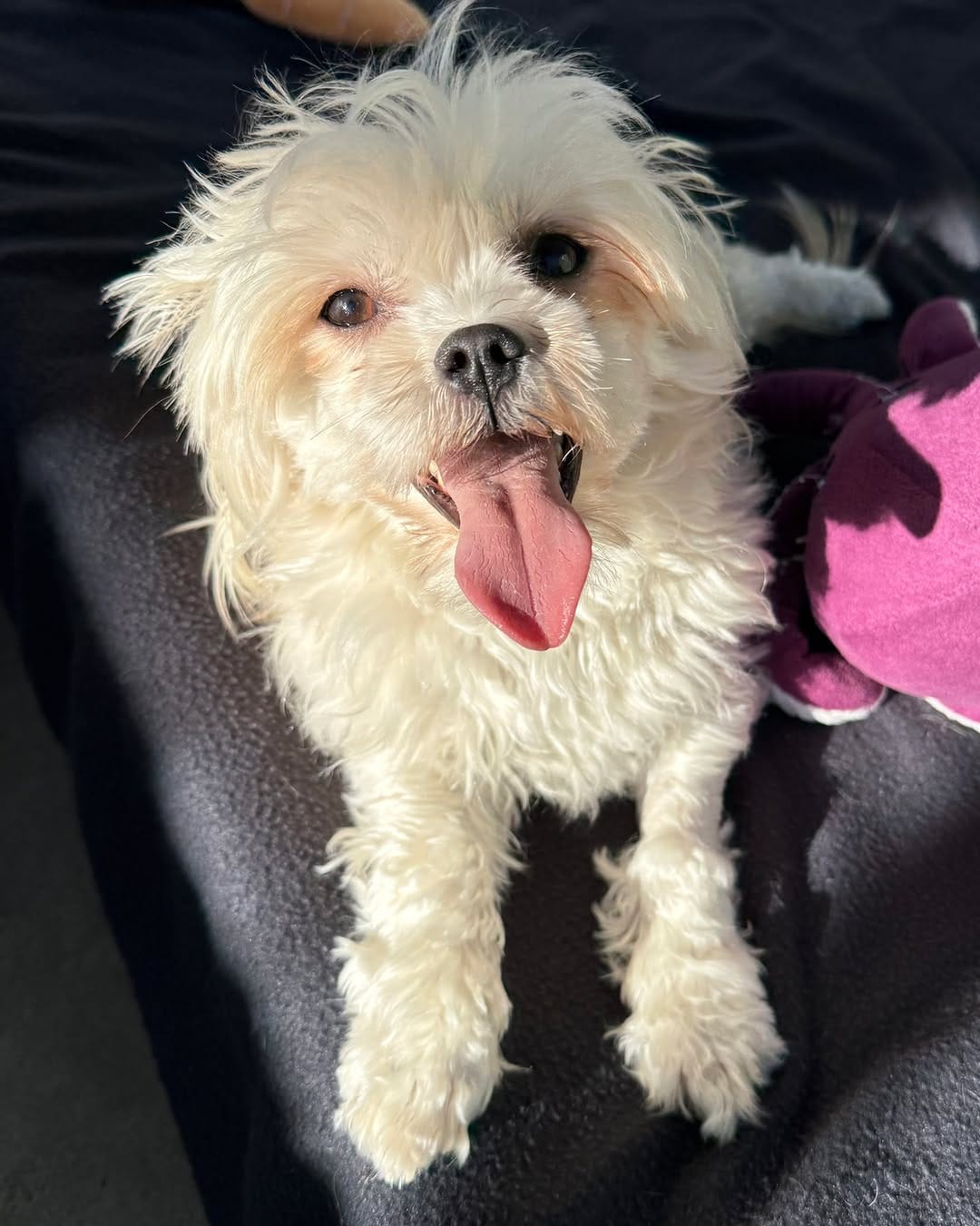 Post 2 by Dogs' Homes of Tasmania on Instagram (image)