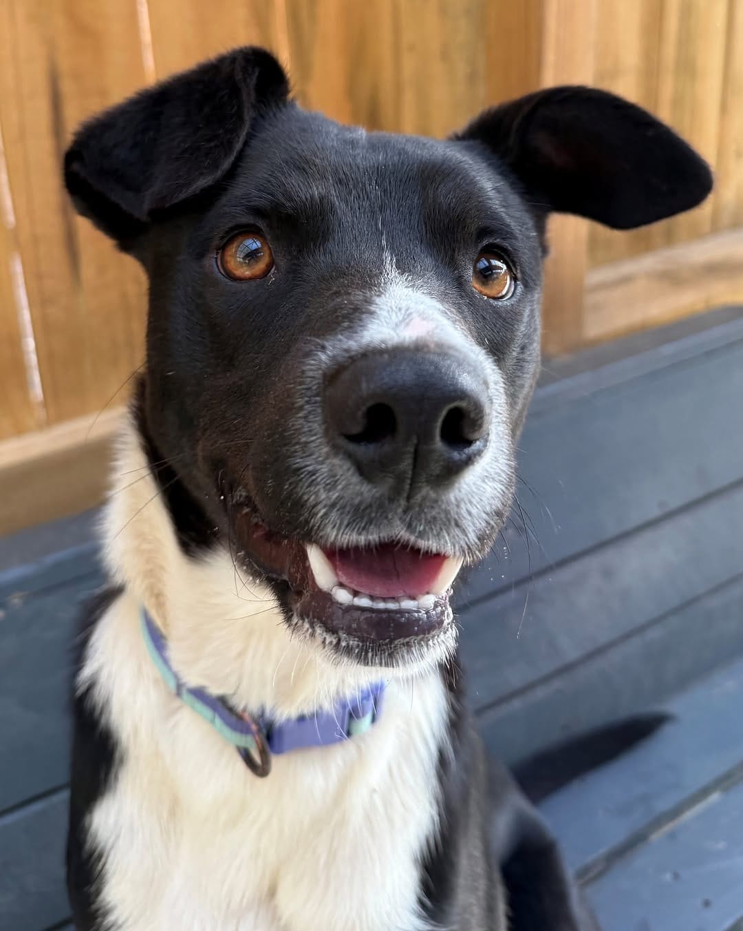 Post 4 by Dogs' Homes of Tasmania on Instagram (image)