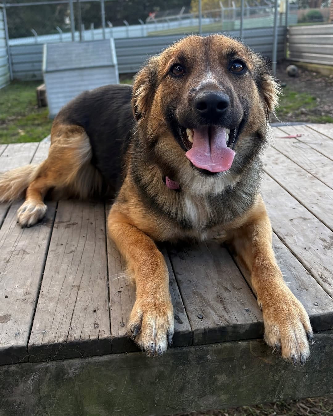 Post 5 by Dogs' Homes of Tasmania on Instagram (image)