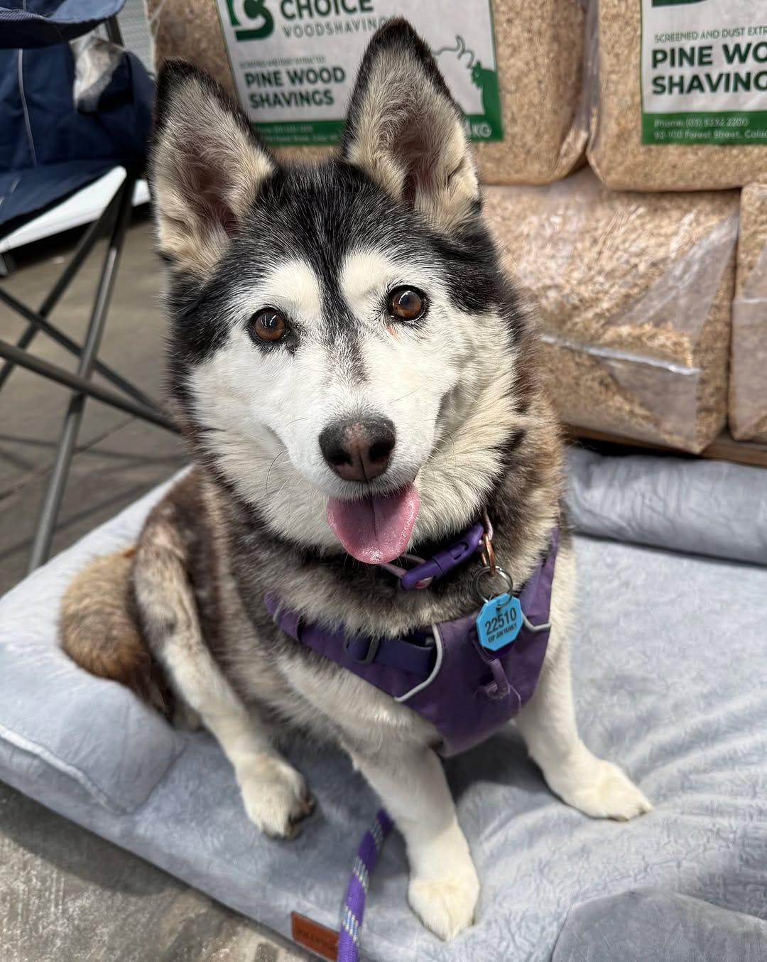 Post 10 by Dogs' Homes of Tasmania on Instagram (image)