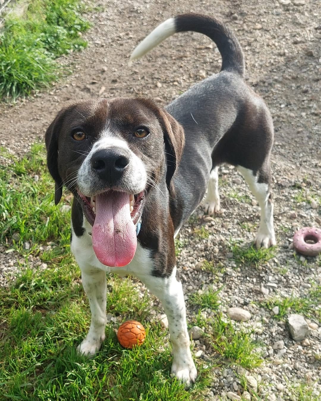 Post 7 by Dogs' Homes of Tasmania on Instagram (image)