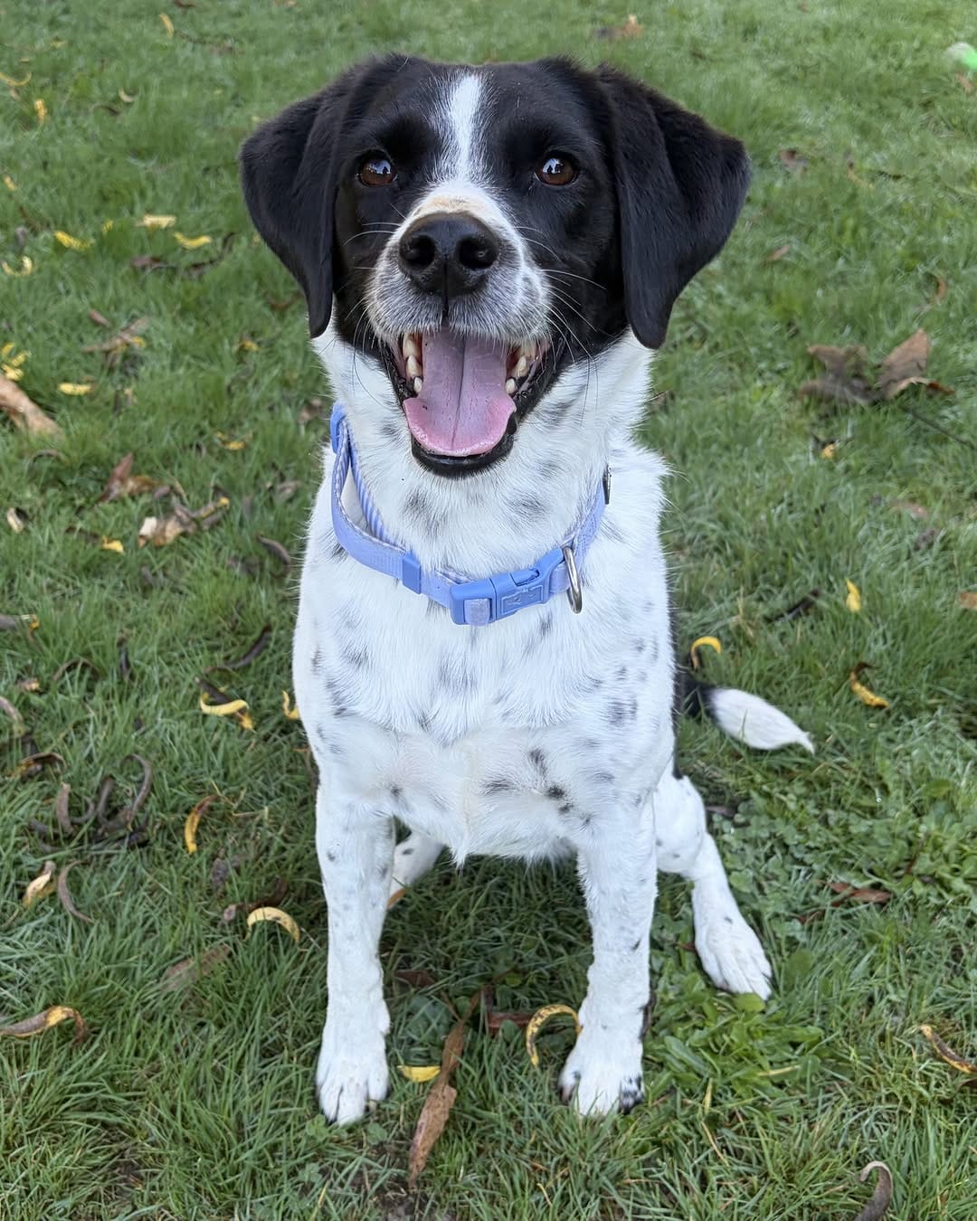Post 8 by Dogs' Homes of Tasmania on Instagram (image)