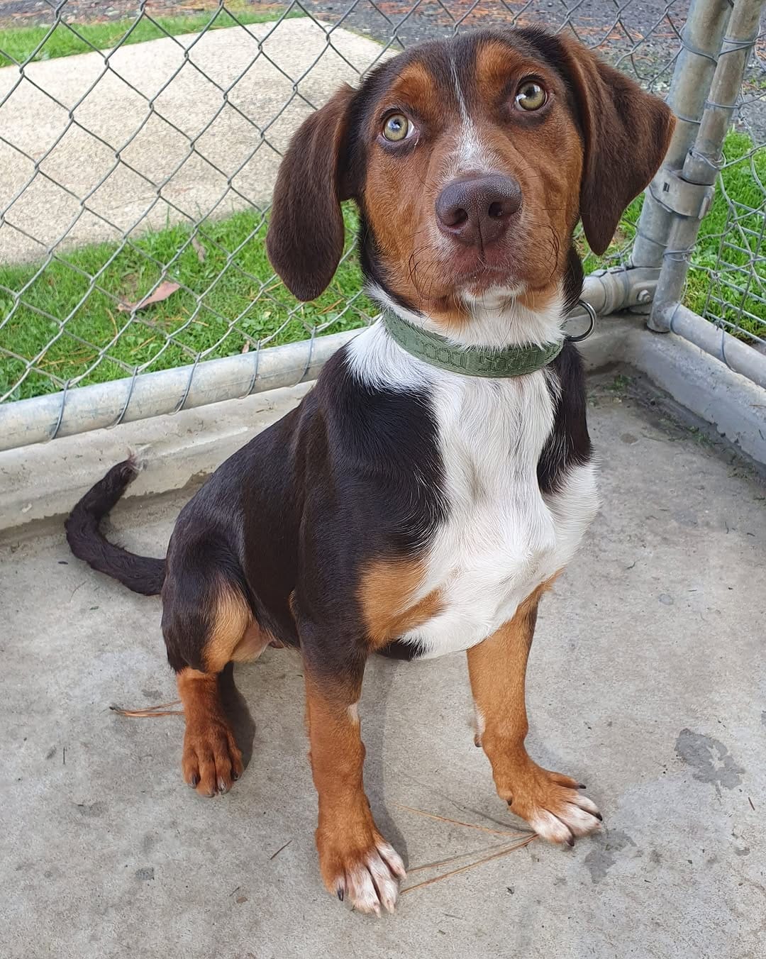 Post 6 by Dogs' Homes of Tasmania on Instagram (image)
