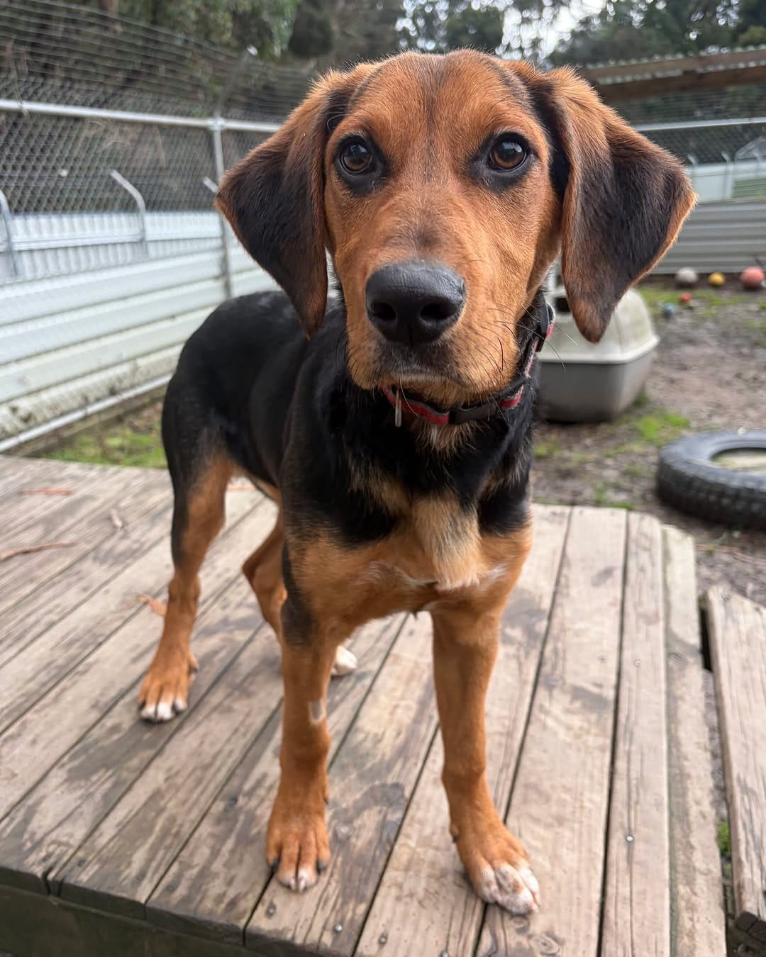 Post 3 by Dogs' Homes of Tasmania on Instagram (image)