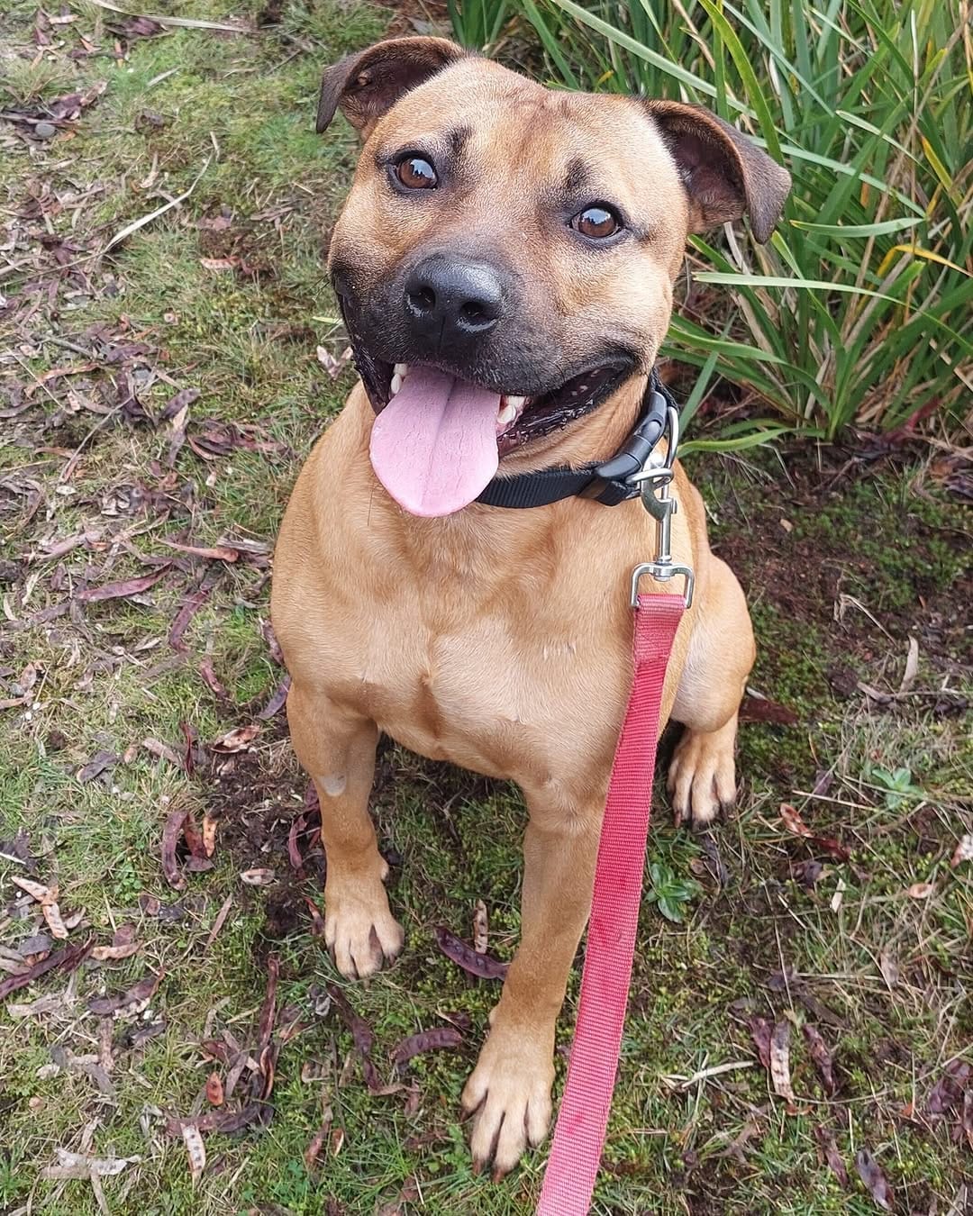 Post 1 by Dogs' Homes of Tasmania on Instagram (image)