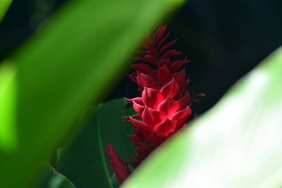 Post 6 by Palm Villas Martinique on Instagram (image)