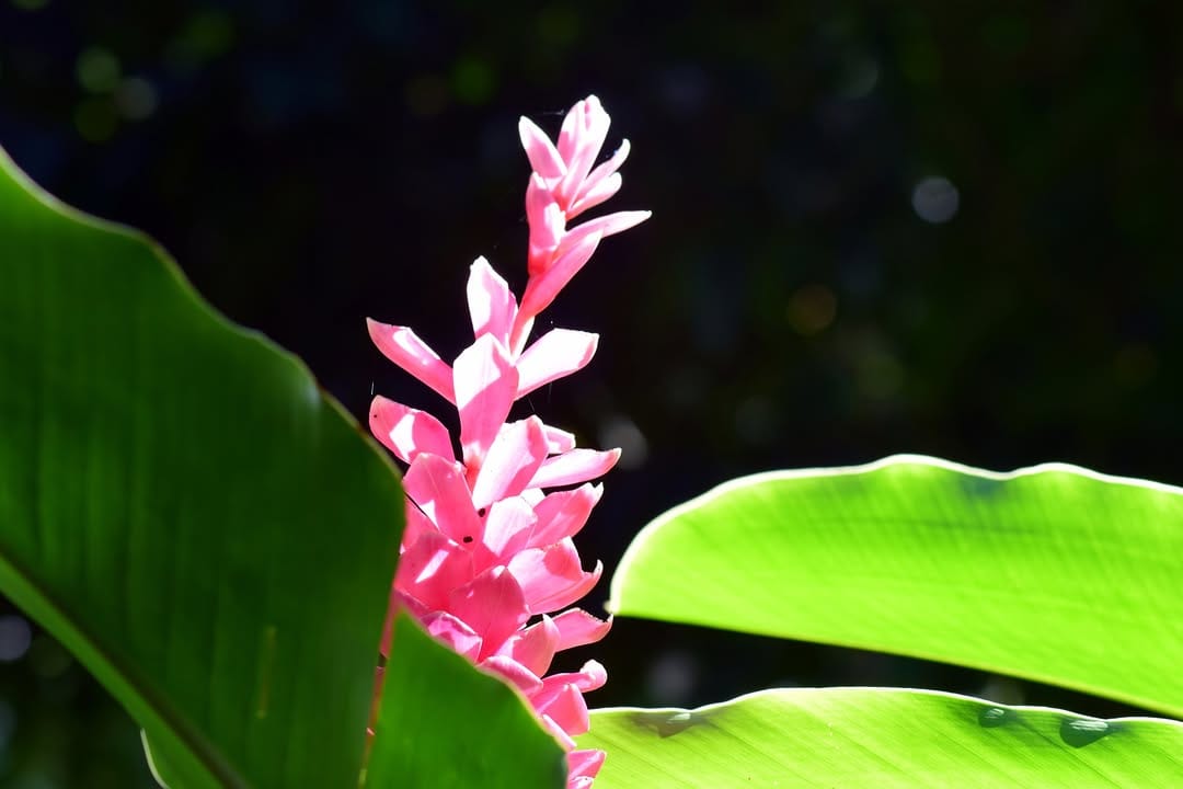 Post 4 by Palm Villas Martinique on Instagram (image)