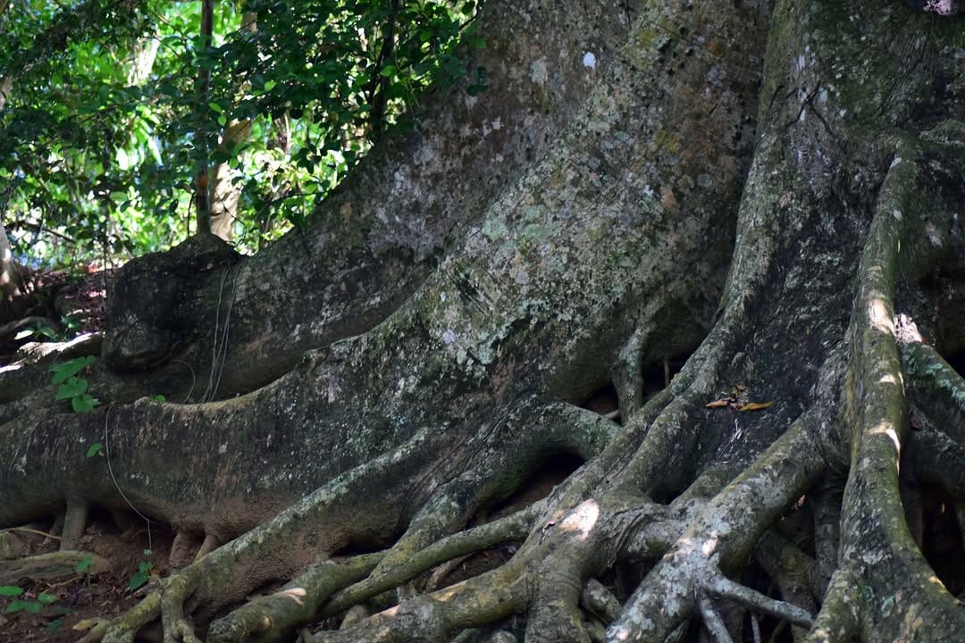 Post 5 by Palm Villas Martinique on Instagram (image)