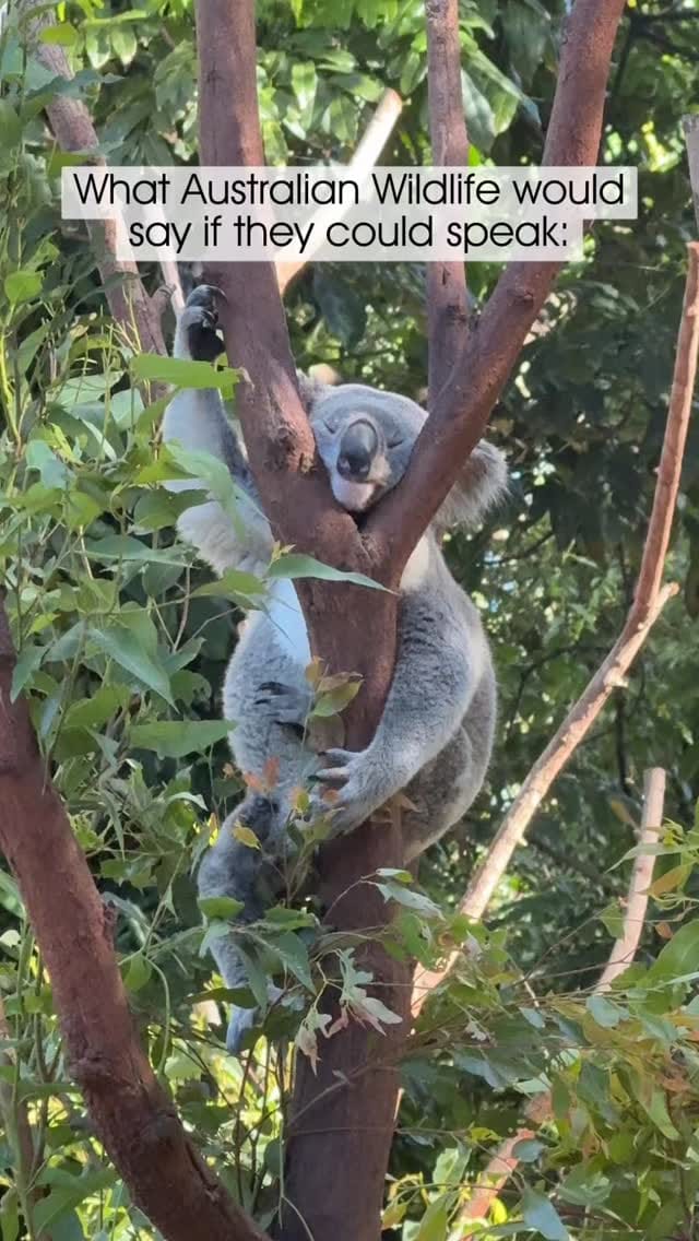 Post 1 by Currumbin Wildlife Sanctuary on Instagram (video)