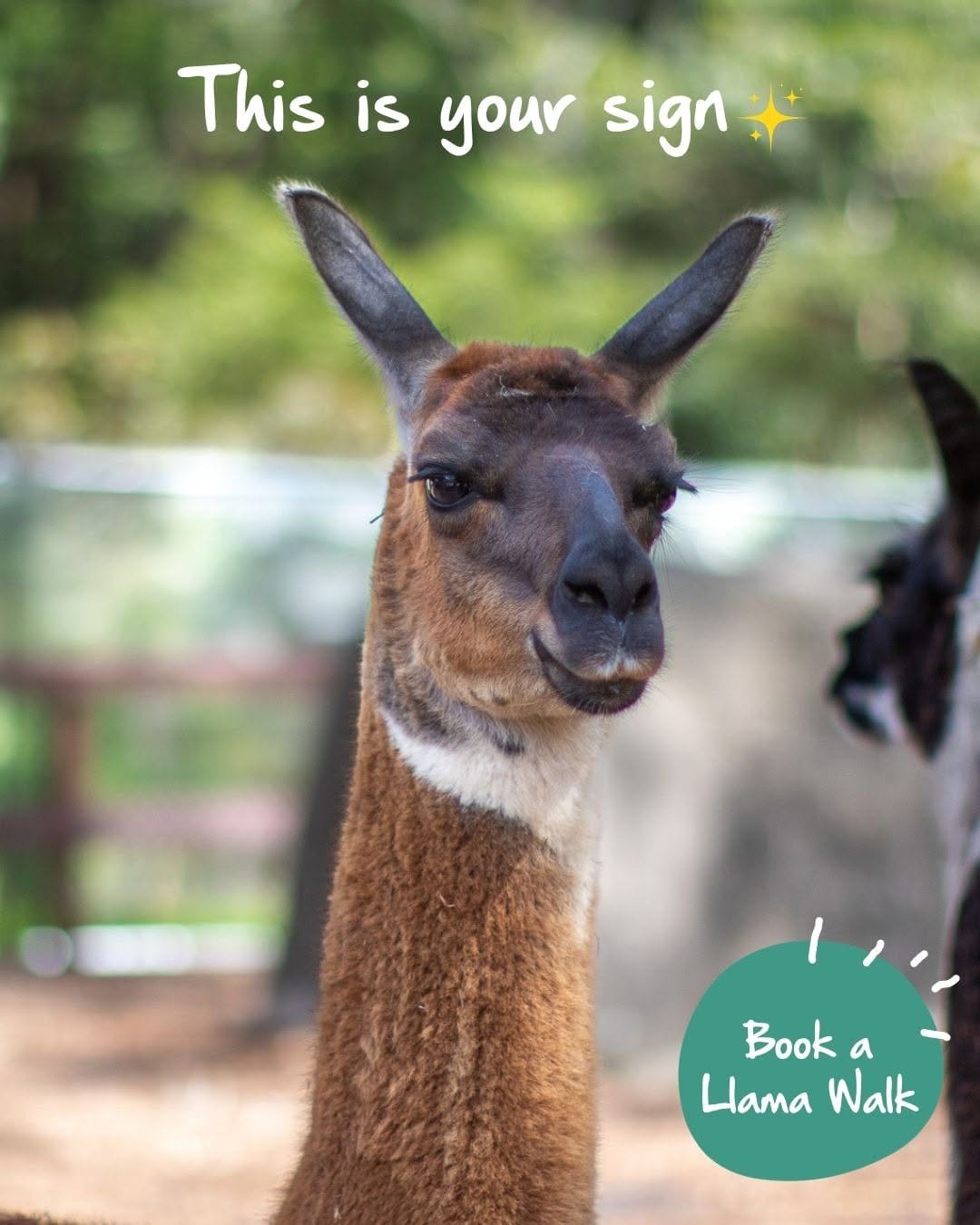 Post 2 by Currumbin Wildlife Sanctuary on Instagram (image)