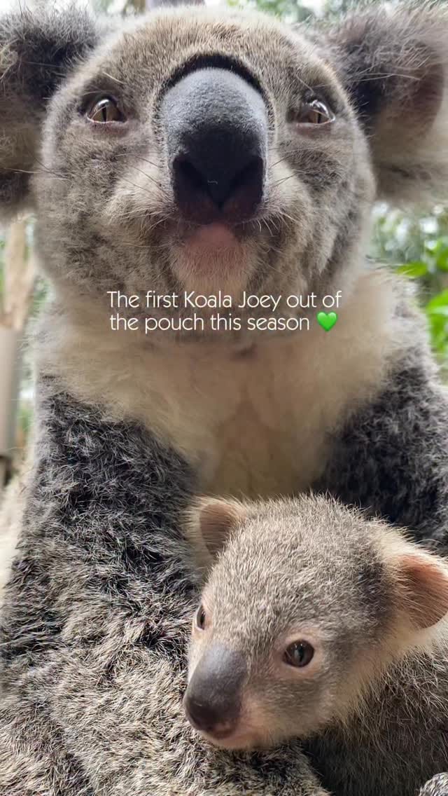 Post 8 by Currumbin Wildlife Sanctuary on Instagram (video)