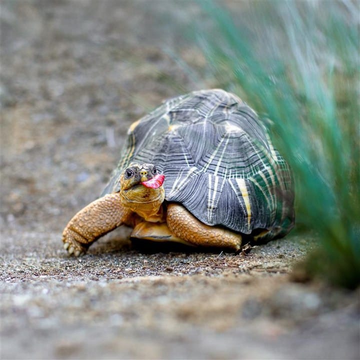 Post 5 by Currumbin Wildlife Sanctuary on Instagram (image)