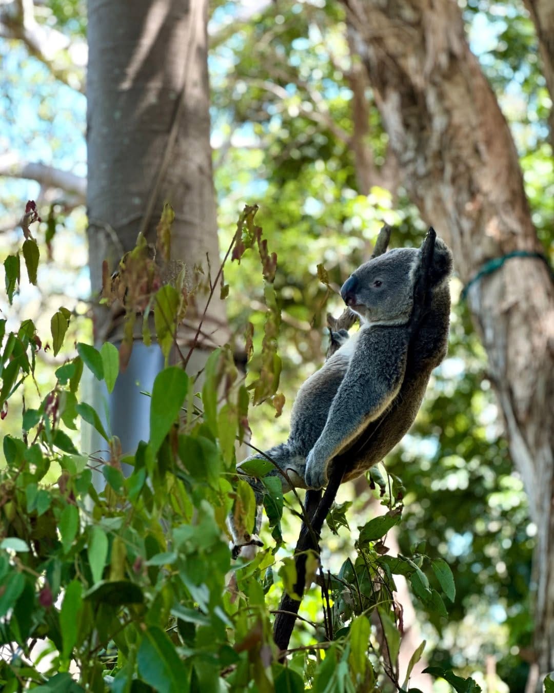 Post 9 by Currumbin Wildlife Sanctuary on Instagram (image)