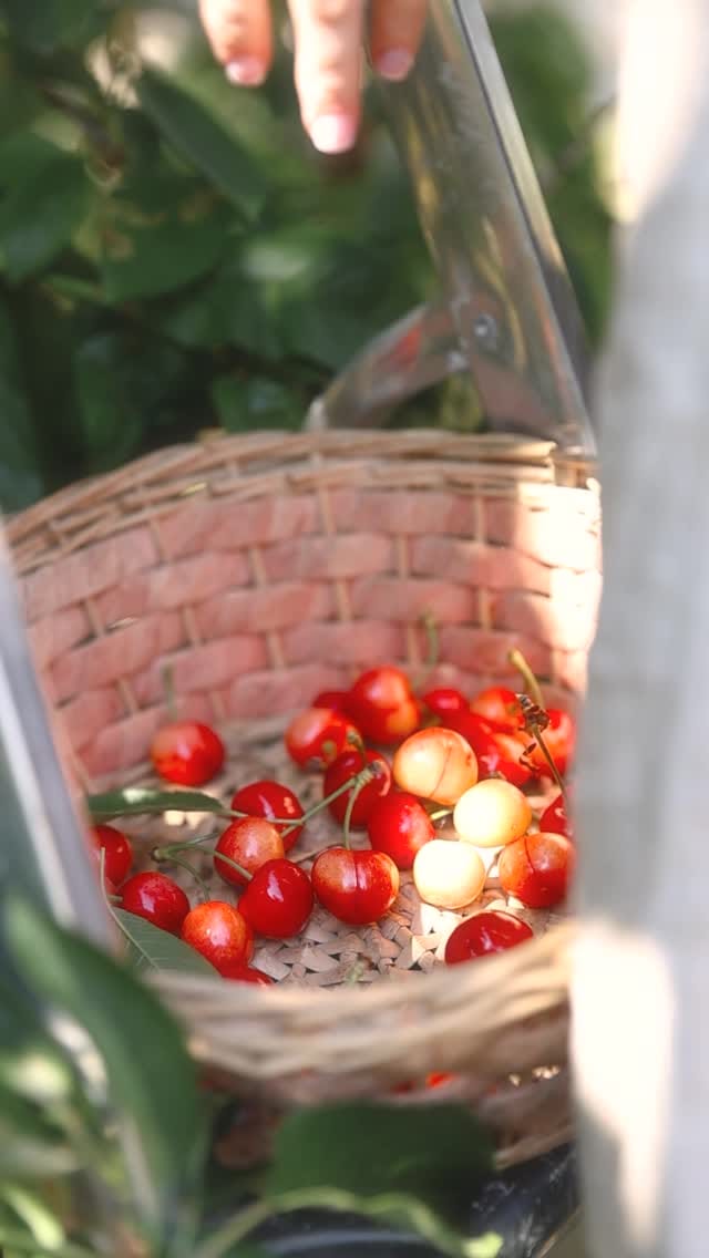 Post 10 by Laëtitia Schahl | Photographe culinaire on Instagram (video)