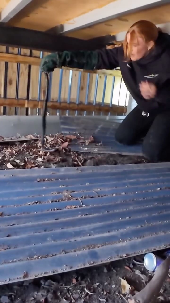 Post 5 by Sunshine Coast Snake Catchers 24/7 on Instagram (video)