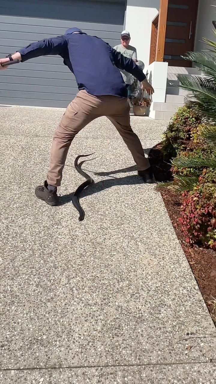 Post 10 by Sunshine Coast Snake Catchers 24/7 on Instagram (video)