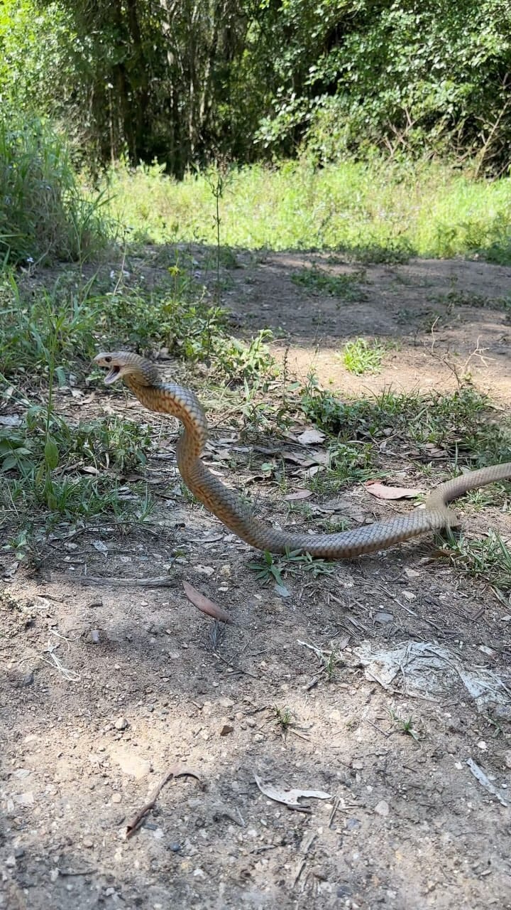 Post 9 by Sunshine Coast Snake Catchers 24/7 on Instagram (video)