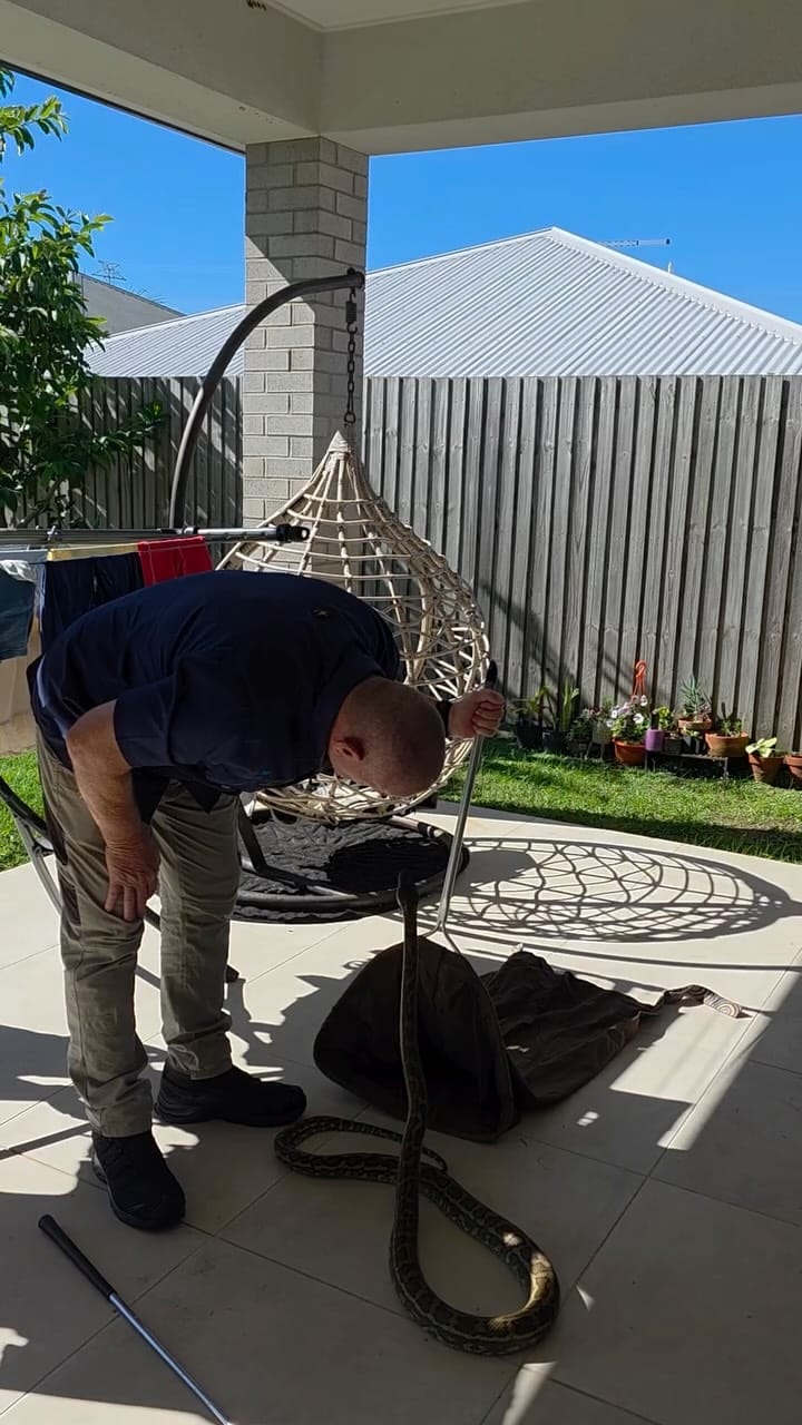 Post 6 by Sunshine Coast Snake Catchers 24/7 on Instagram (video)