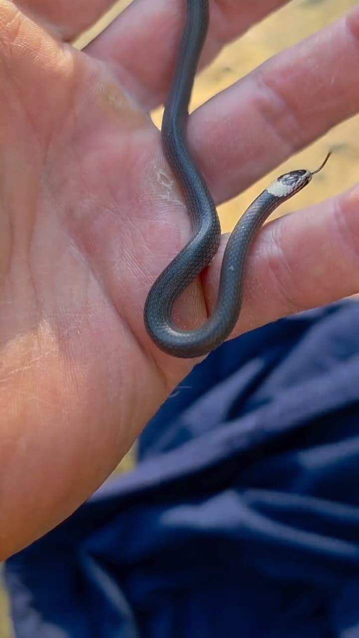 Post 4 by Sunshine Coast Snake Catchers 24/7 on Instagram (video)
