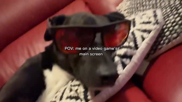 Post 5 by Bob The Rescue Puppy on Instagram (video)