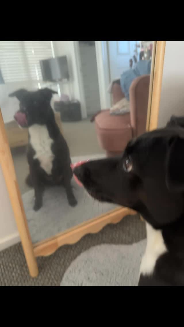 Post 7 by Bob The Rescue Puppy on Instagram (video)