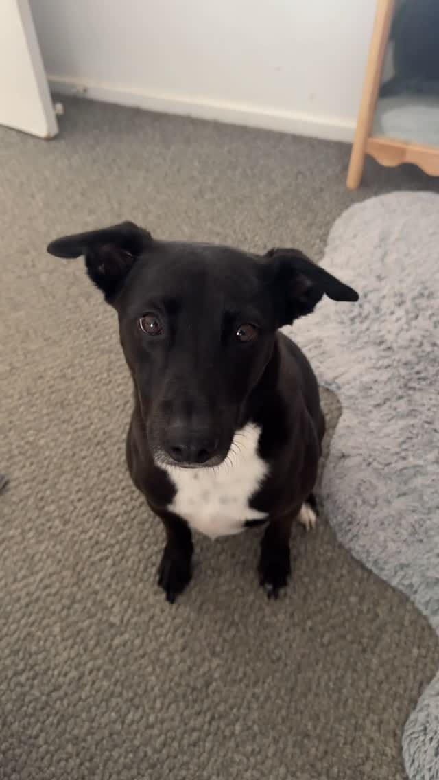 Post 6 by Bob The Rescue Puppy on Instagram (video)