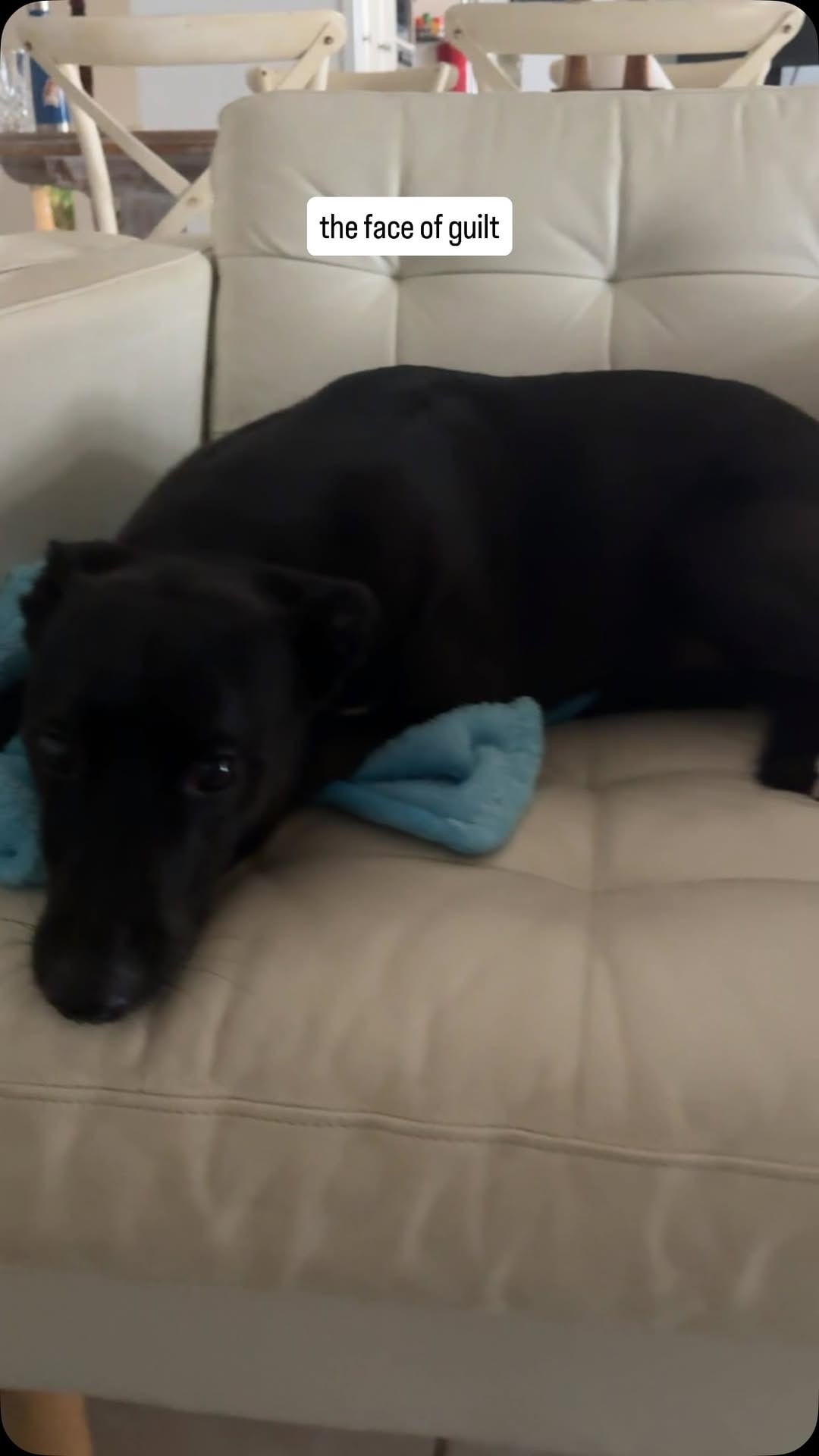 Post 2 by Bob The Rescue Puppy on Instagram (video)