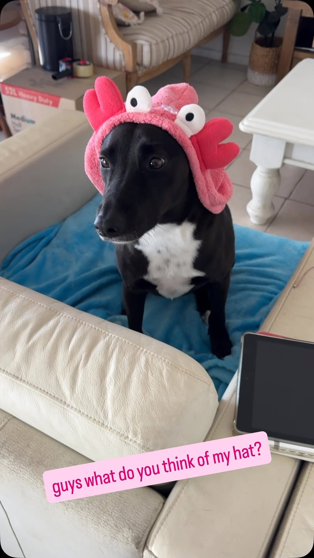 Post 3 by Bob The Rescue Puppy on Instagram (video)