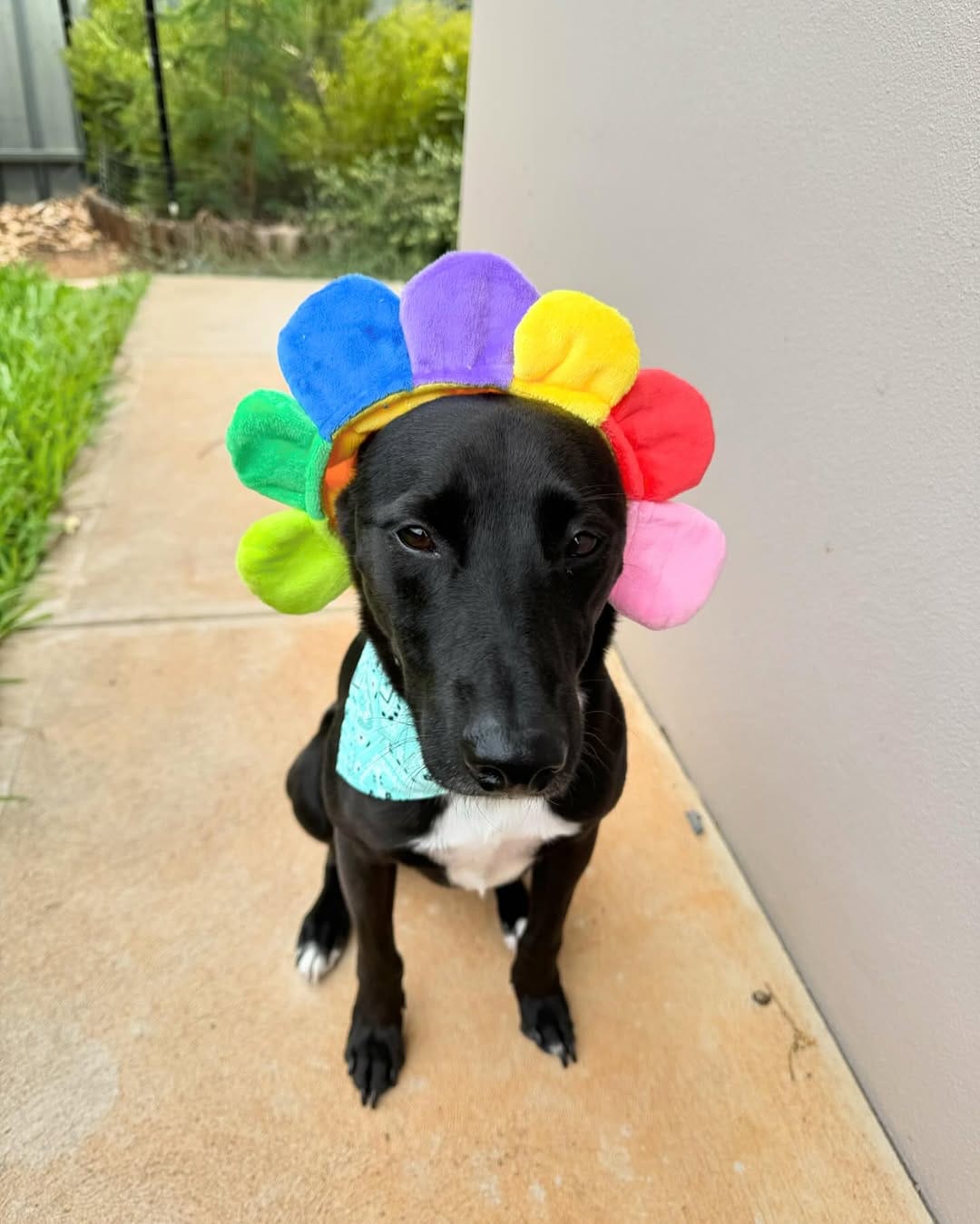 Post 9 by Bob The Rescue Puppy on Instagram (image)