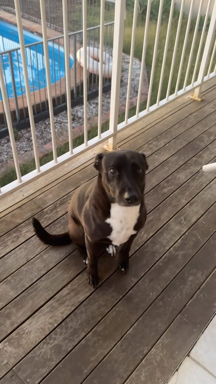 Post 1 by Bob The Rescue Puppy on Instagram (video)