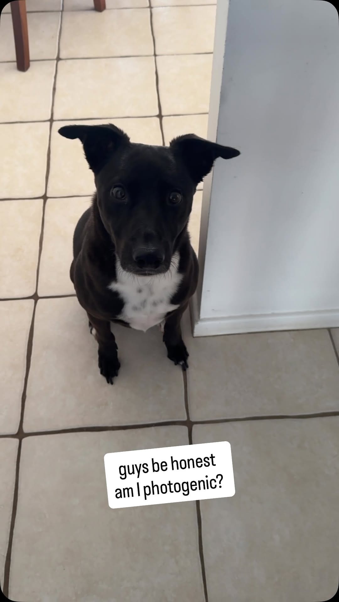 Post 4 by Bob The Rescue Puppy on Instagram (video)