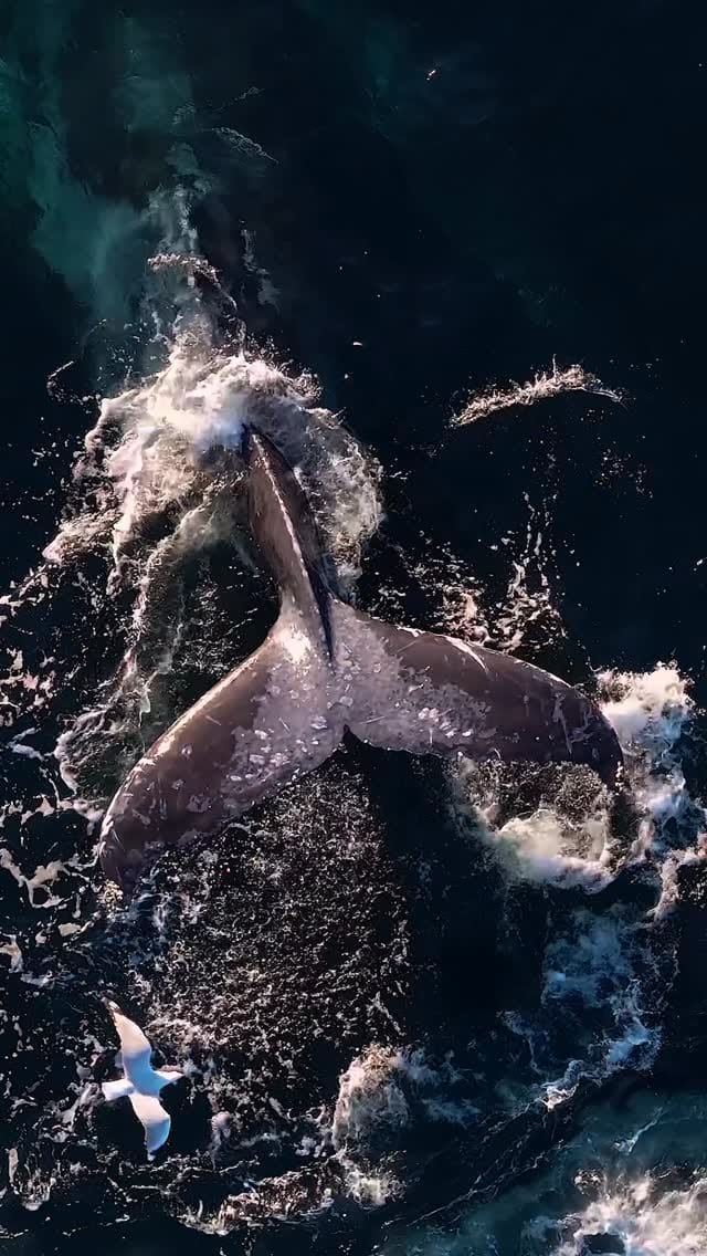 Post 8 by Paco Fierro on Instagram (video)