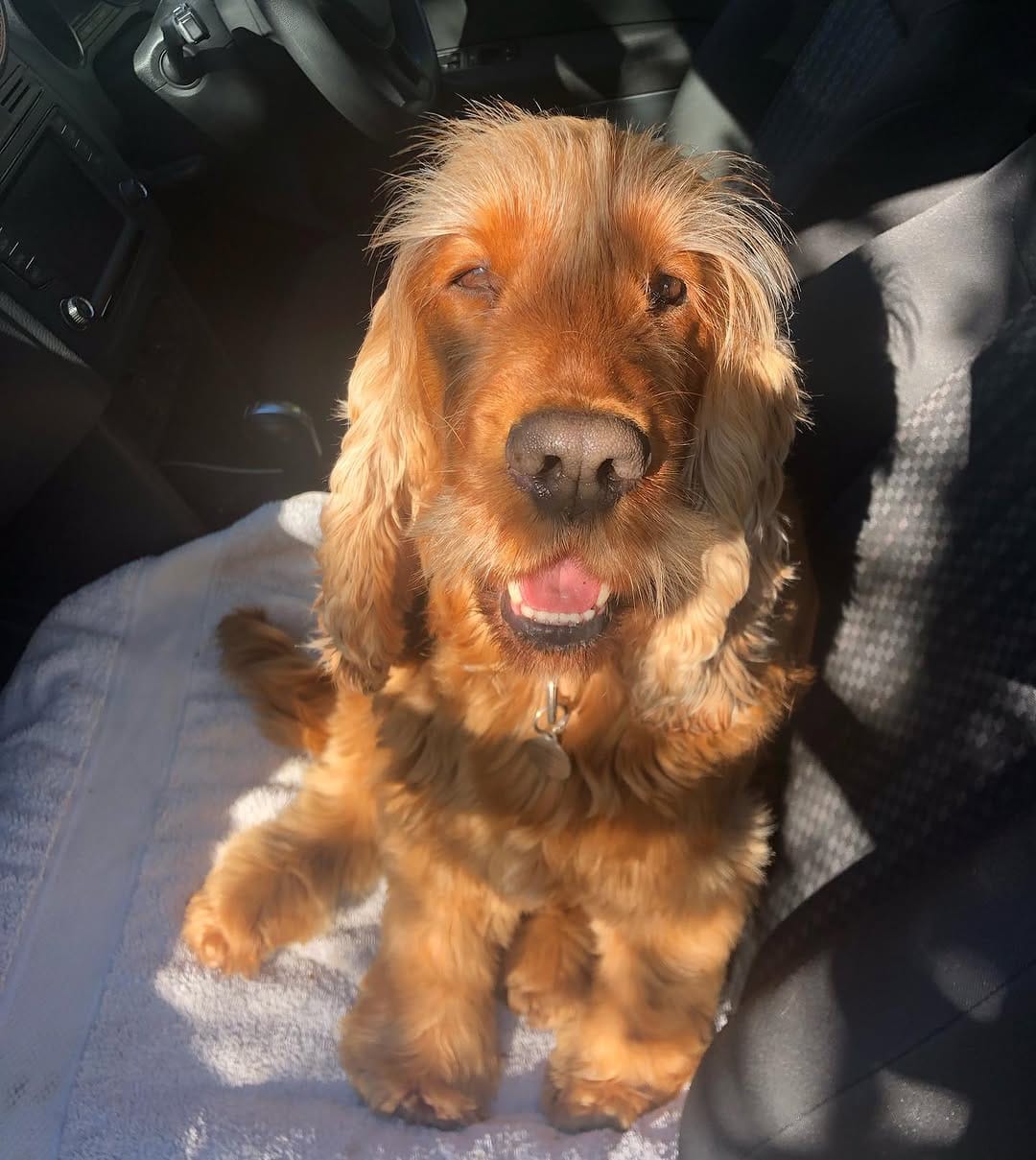 Post 3 by Ned the Cocker Spaniel on Instagram (carousel)