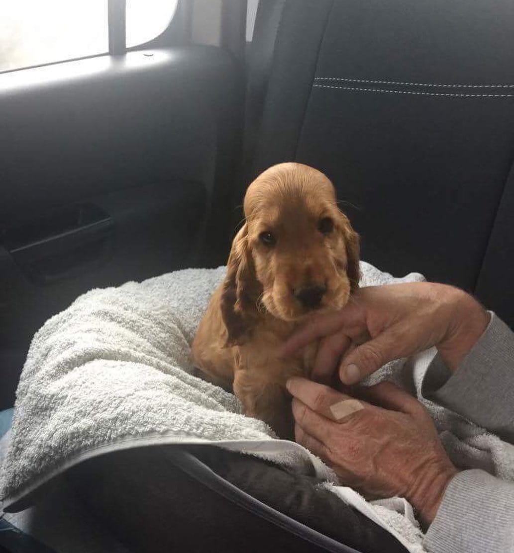 Post 7 by Ned the Cocker Spaniel on Instagram (carousel)