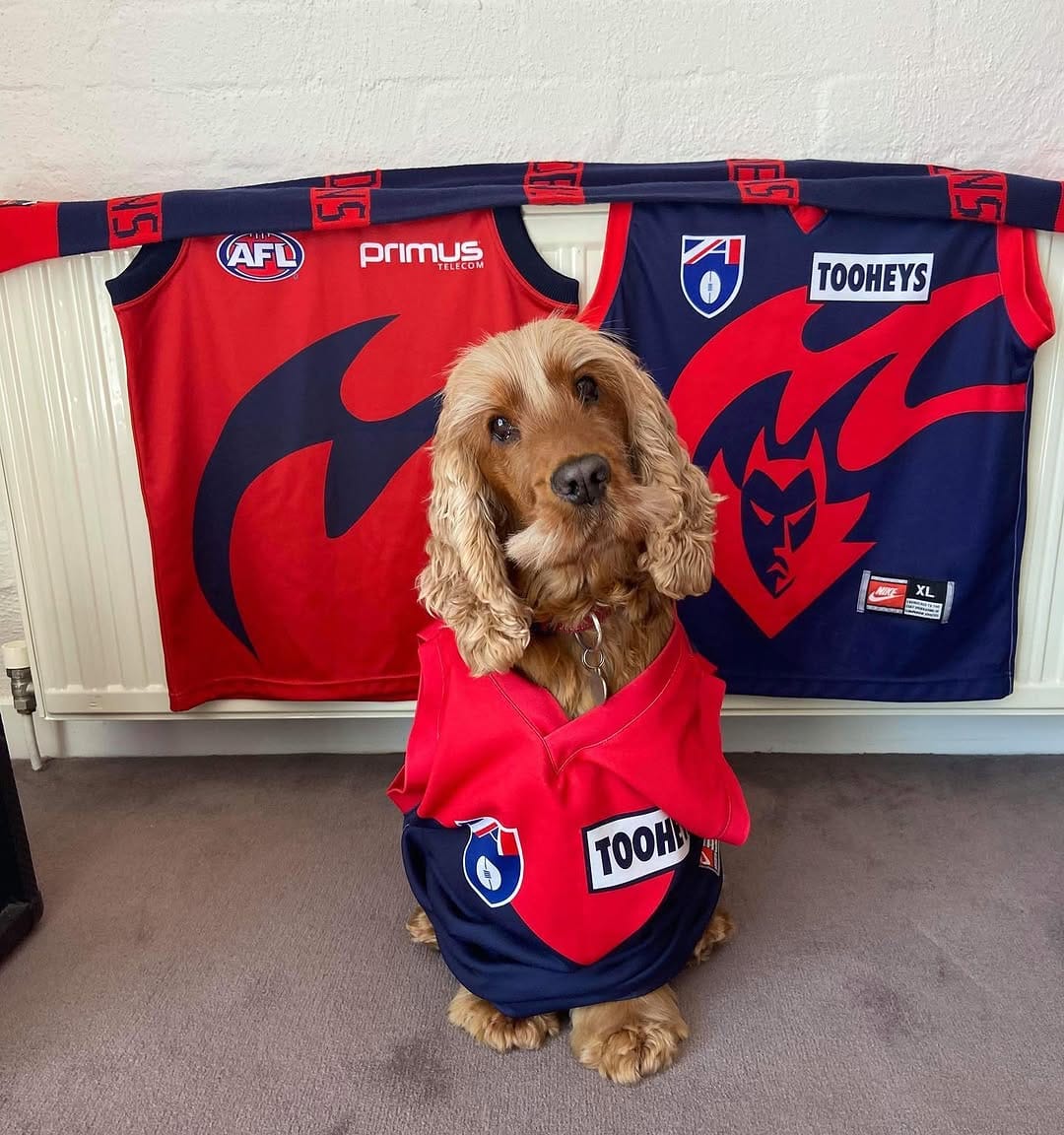 Post 4 by Ned the Cocker Spaniel on Instagram (image)