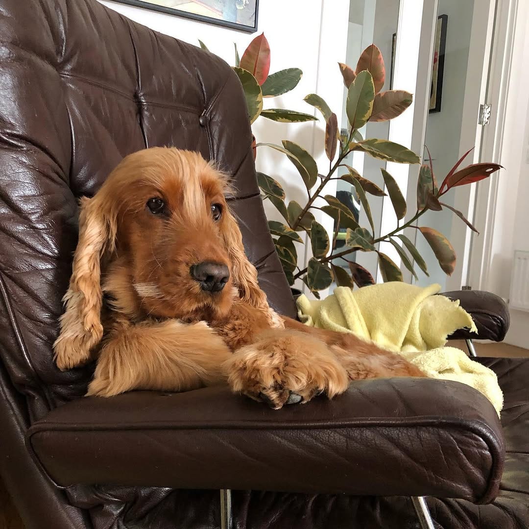 Post 9 by Ned the Cocker Spaniel on Instagram (image)