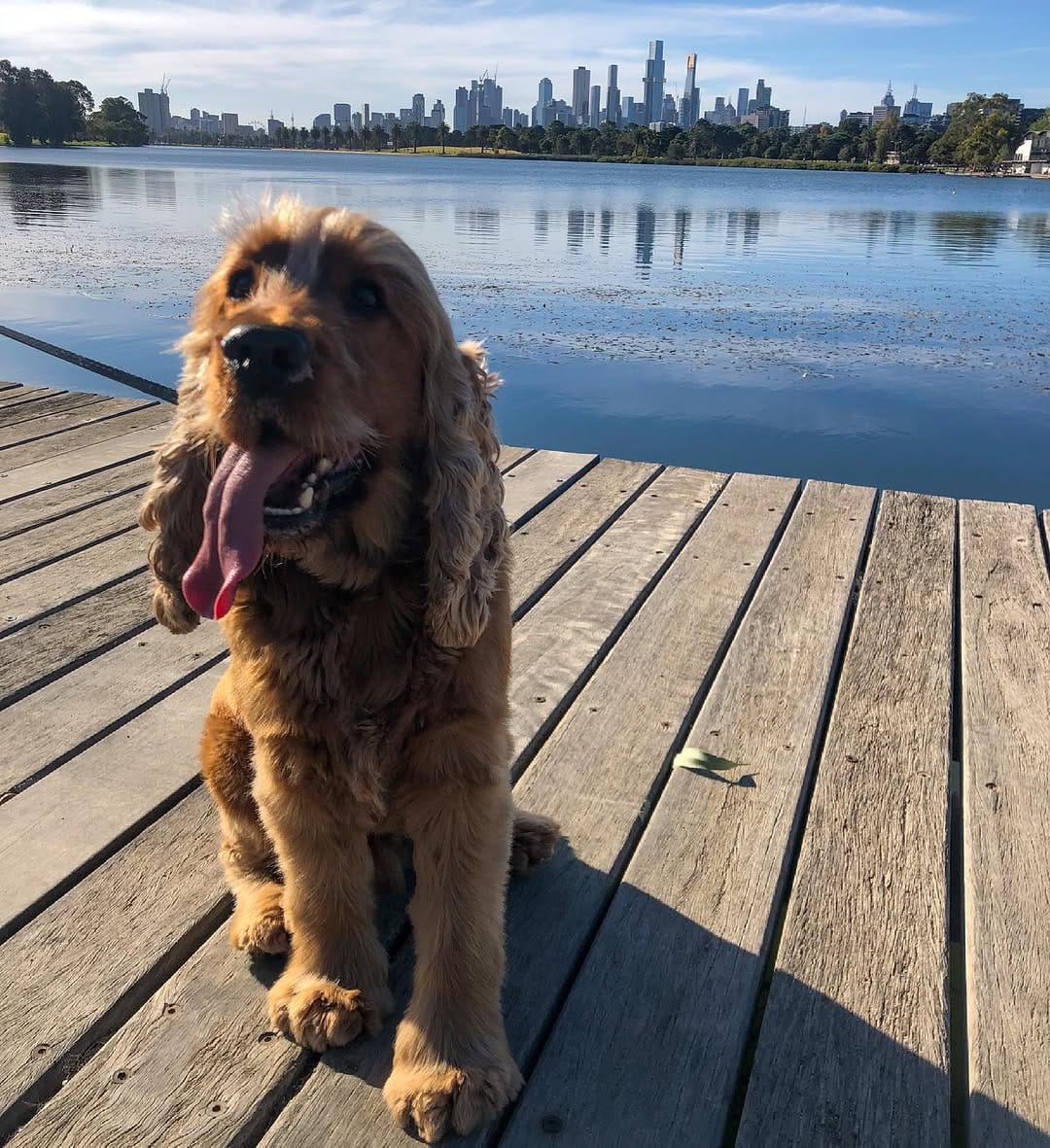 Post 6 by Ned the Cocker Spaniel on Instagram (image)