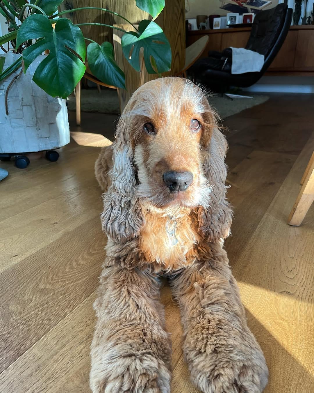 Post 2 by Ned the Cocker Spaniel on Instagram (carousel)