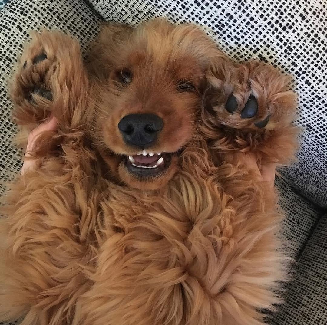 Post 5 by Ned the Cocker Spaniel on Instagram (carousel)