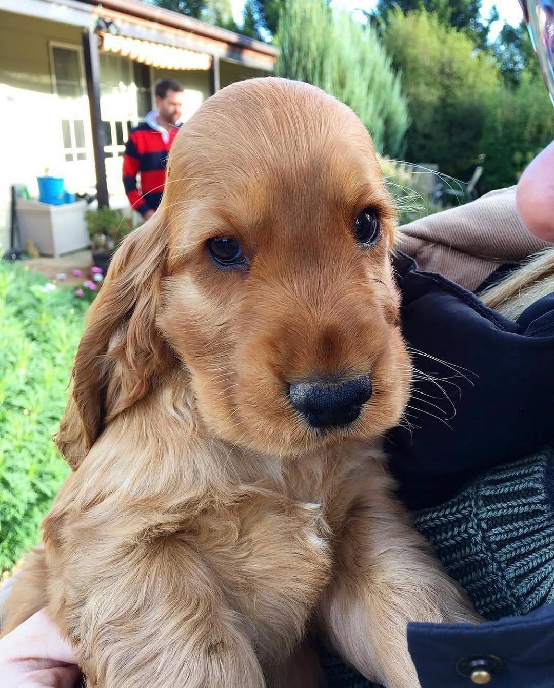 Post 8 by Ned the Cocker Spaniel on Instagram (carousel)