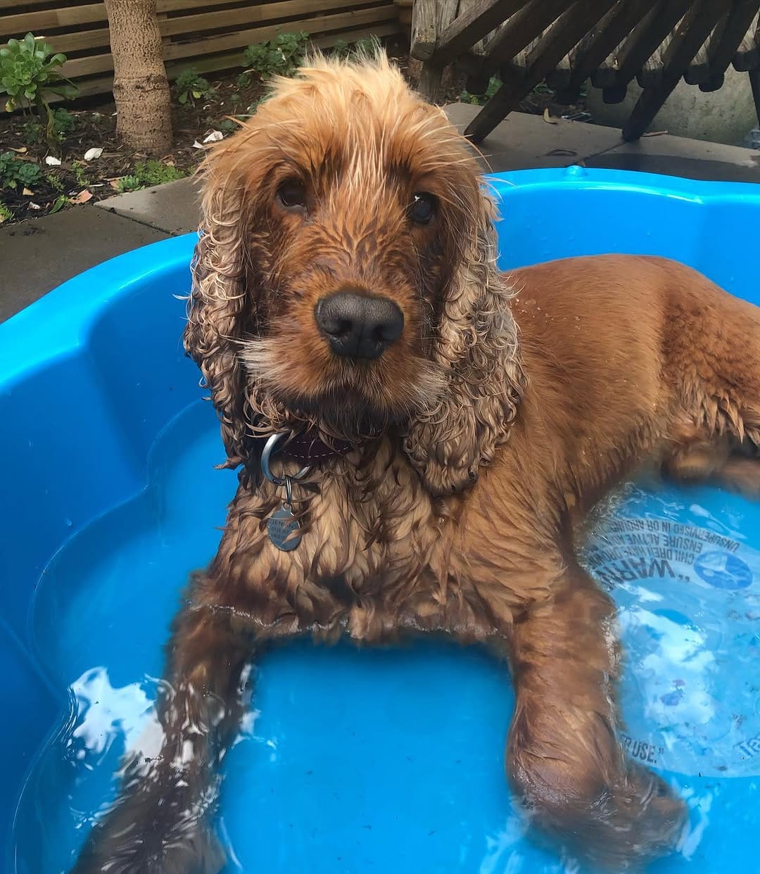 Post 10 by Ned the Cocker Spaniel on Instagram (carousel)
