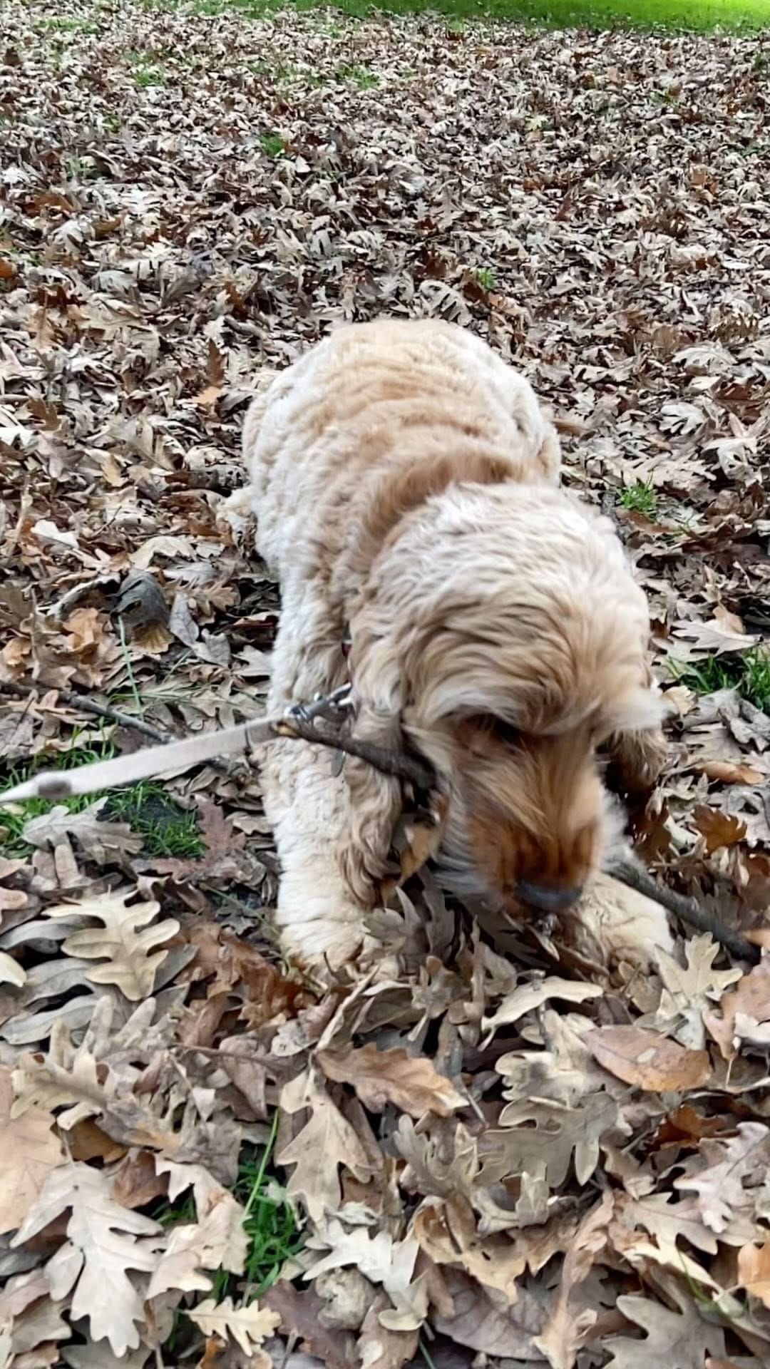 Post 1 by Ned the Cocker Spaniel on Instagram (video)