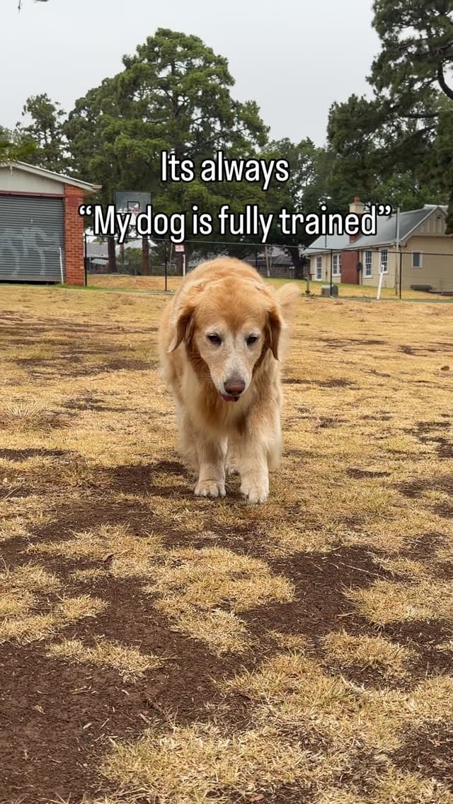 Post 8 by Tequila | Golden Retriever on Instagram (video)